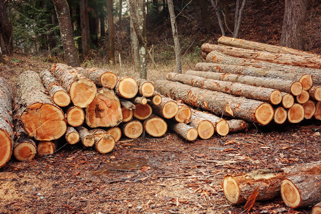The current state and problems of deforestation in Japan