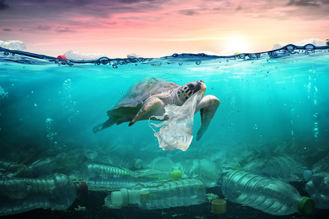 海洋汚染と生態系から考えるSDGs~目標14.海の豊かさを守ろう~