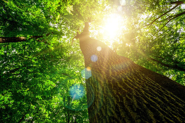 森林の回復と持続性を両立させる植林とは SDGs~目標15.陸の豊かさを守ろう~